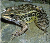 Learn the ʻcalls of the frogsʼ