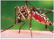 CDC Increases Zika Virus  Warning in Arkansas