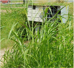 WM in the weeds on grass cutting