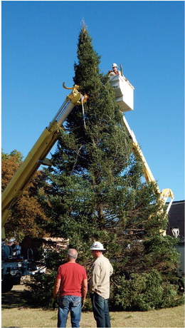 WM tree lighting festivities set for  Tuesday night