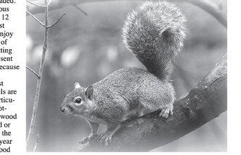 Squirrel hunting still an option in Arkansas