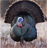 Leftover WMA turkey hunt permits available online March 12