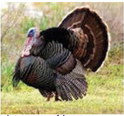 Keeping tabs on Arkansas turkeys